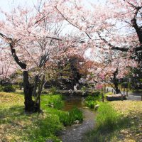 お花見穴場スポット♪「桜×京都タワー」が一緒に見れる「渉成園」