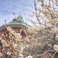 北野天満宮へ撮影旅行♡梅のお花と京菓子コレクション