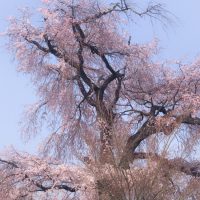2018年桜🌸開花速報3月２５日現在🌸清水寺～祇園ストリートビュー