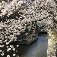 2018年桜🌸開花速報3月２８日現在🌸鴨川・高瀬川（四条～三条～御池）