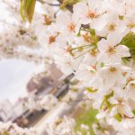 桜🌸を探しに行って来たよ〜（＾＾）2018.4月11日